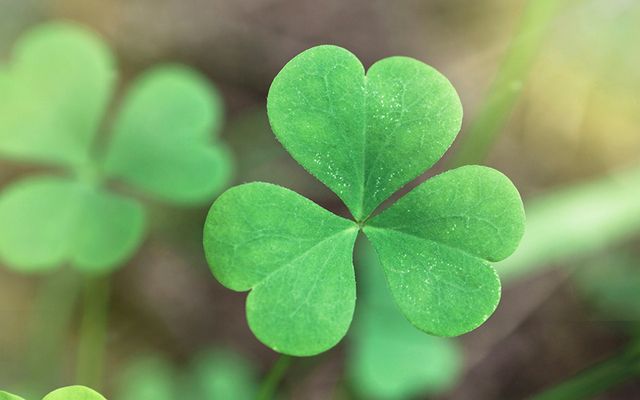 St. Patrick’s Celebration