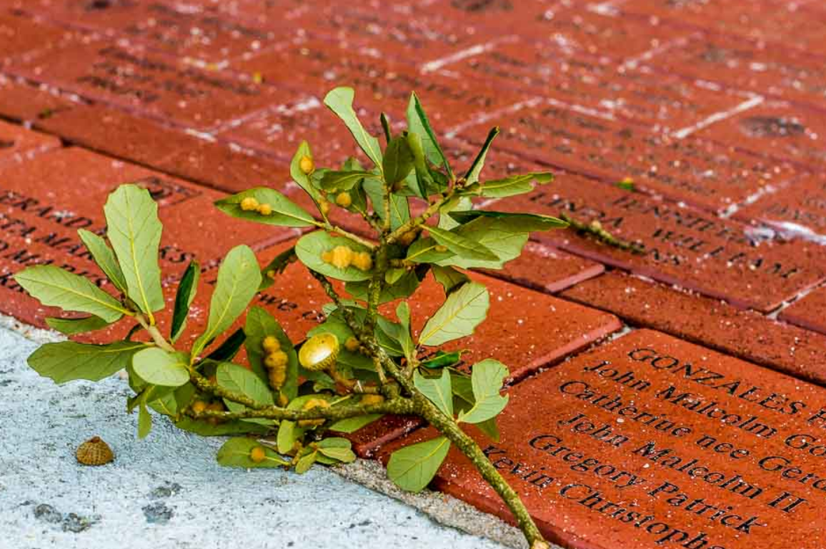 Engraved bricks with family member's names.